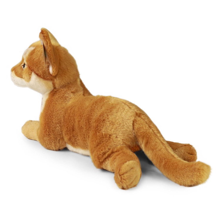 Плюшена Абисинска Котка Rappa