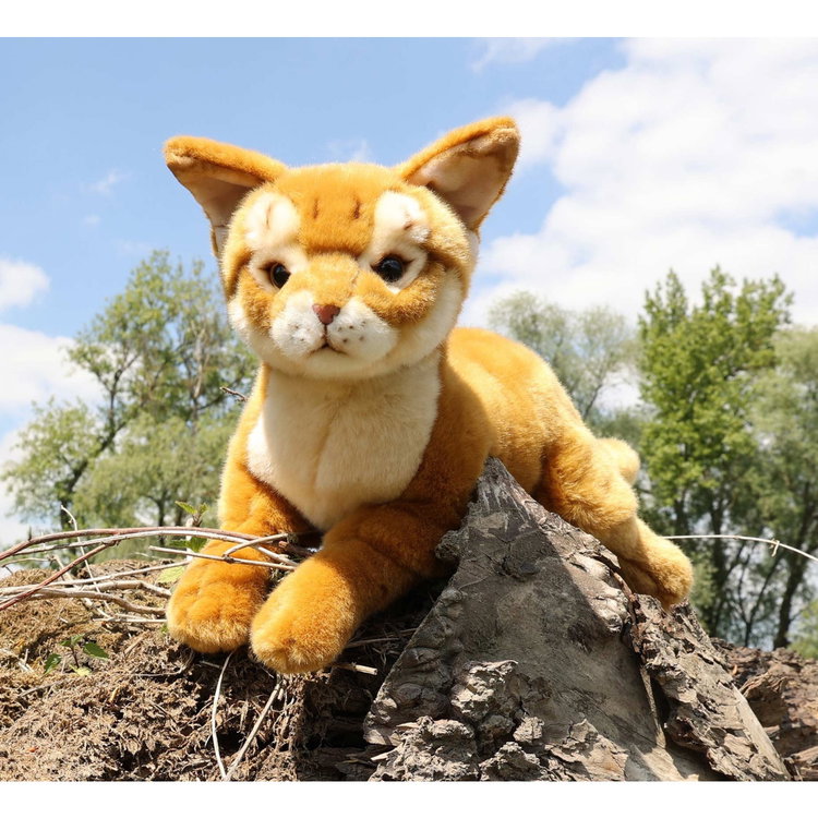 Плюшена Абисинска Котка Rappa