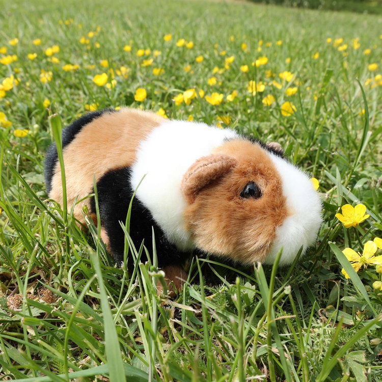 Плюшено Морско свинче Rappa