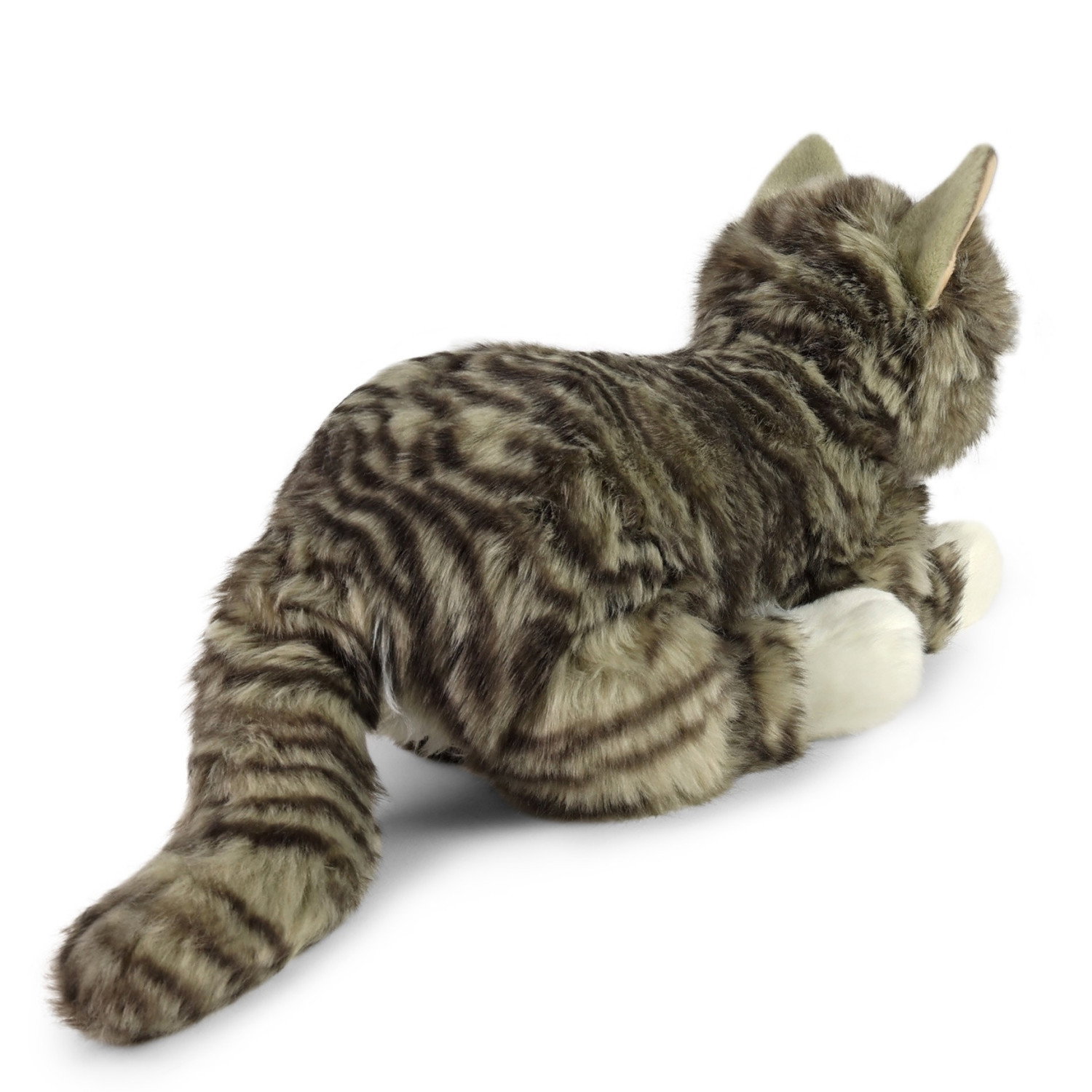 Плюшена Норвежка котка Rappa