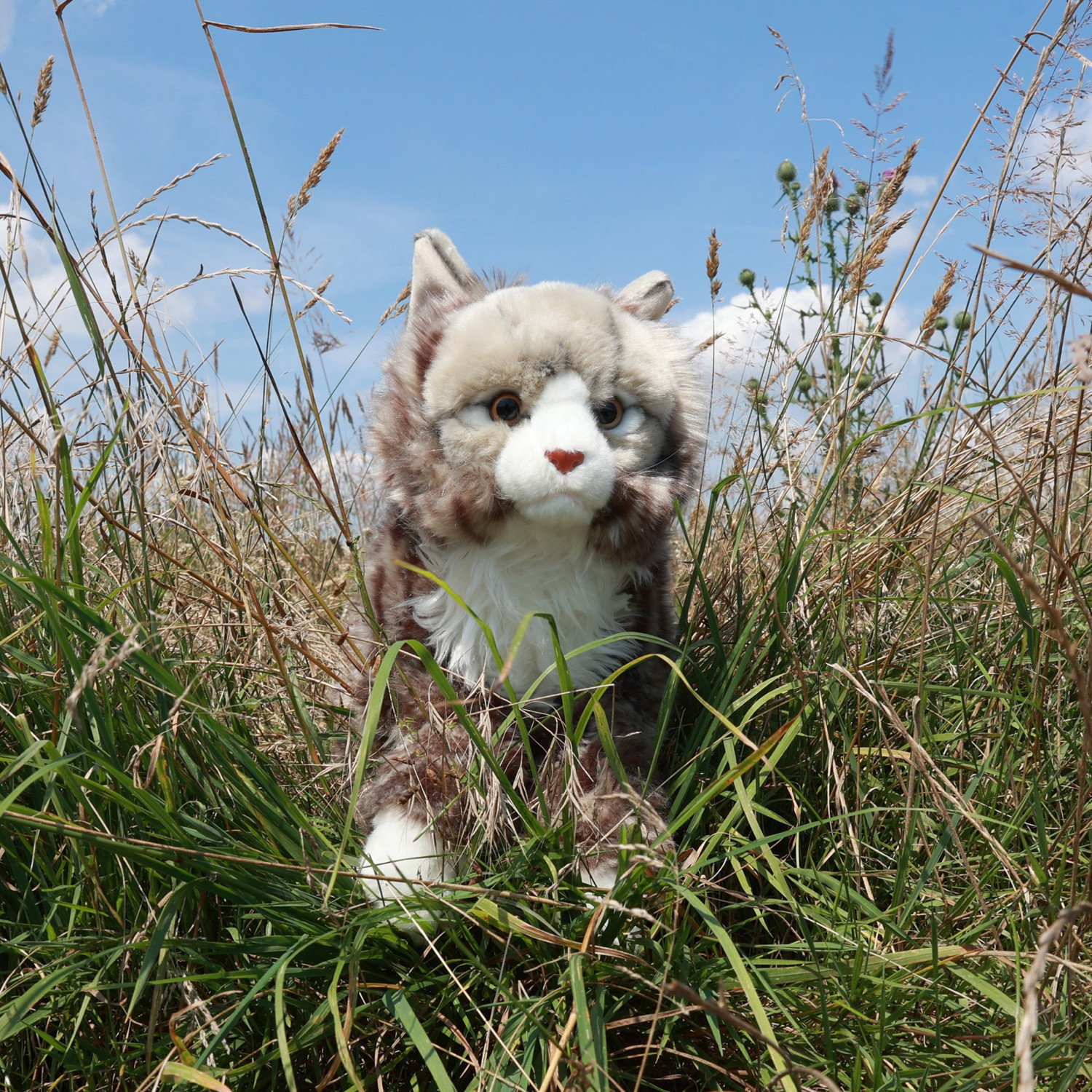 Плюшена Норвежка котка Rappa