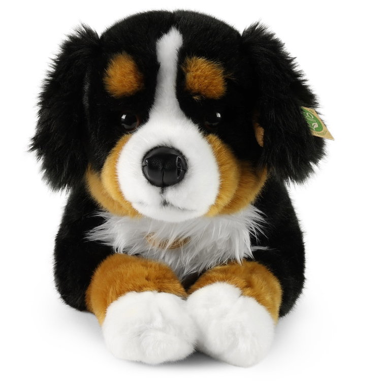 Плюшено куче Бернски зененхунд Rappa