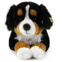Плюшено куче Бернски зененхунд Rappa