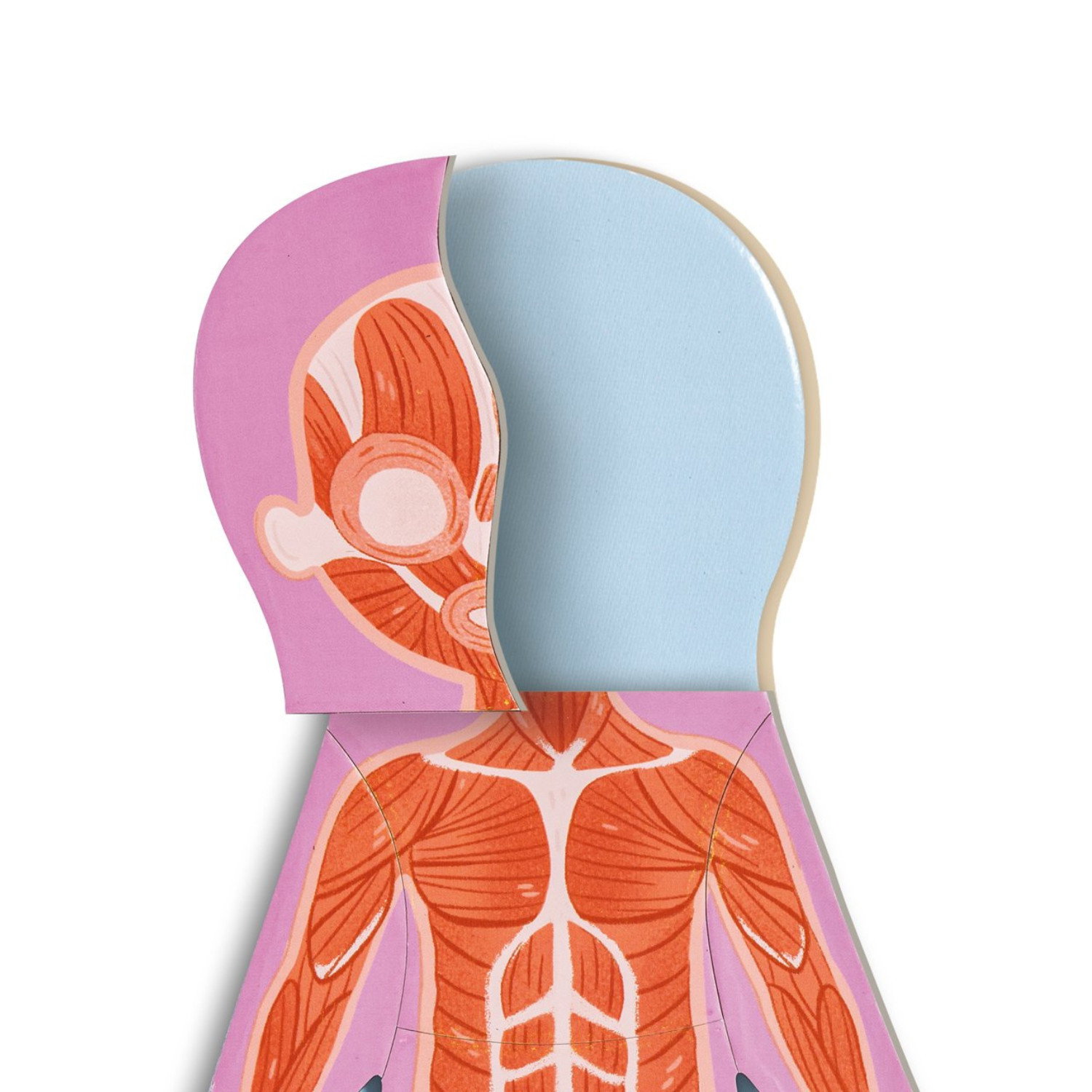 Магнитен пъзел Човешкото тяло, Hape