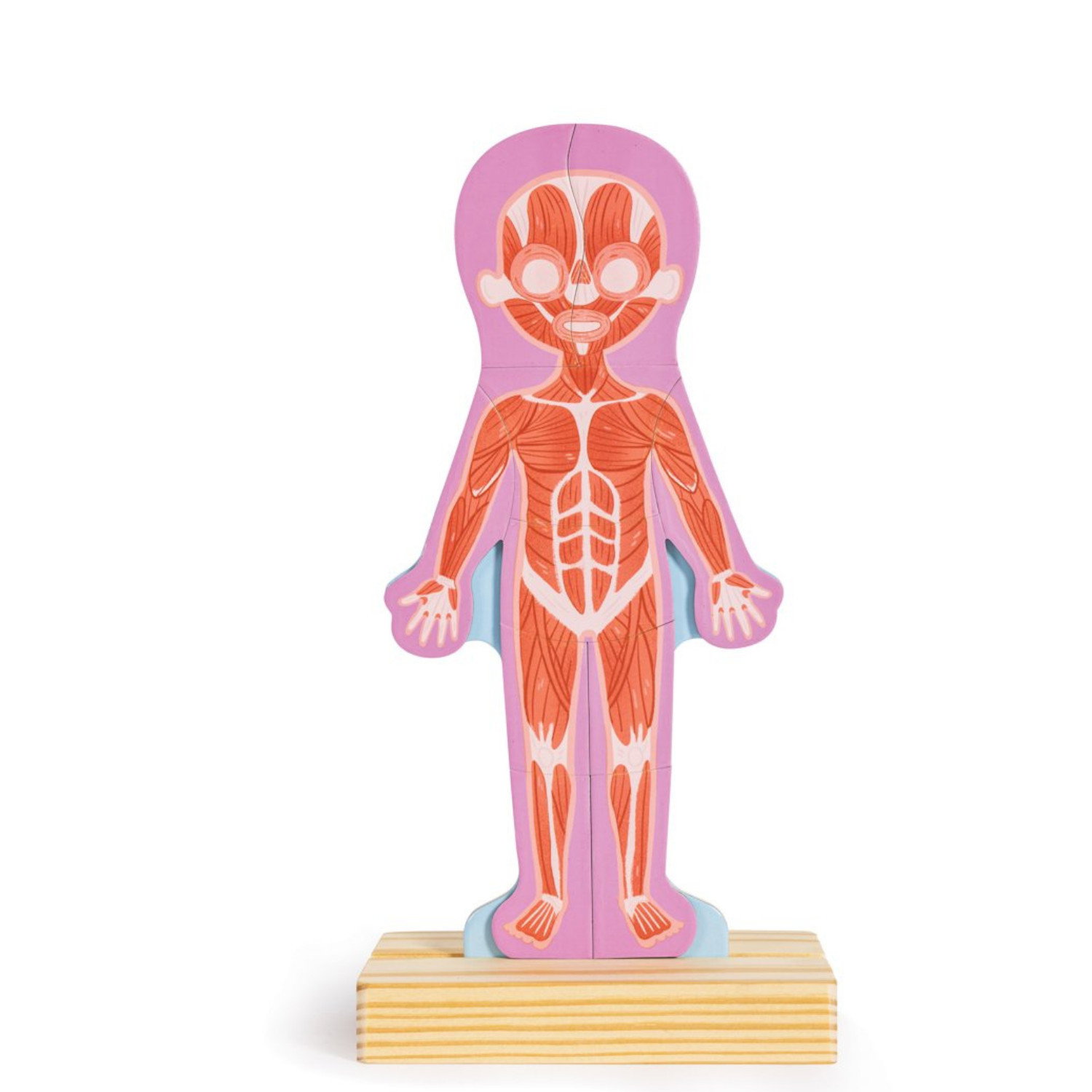Магнитен пъзел Човешкото тяло, Hape