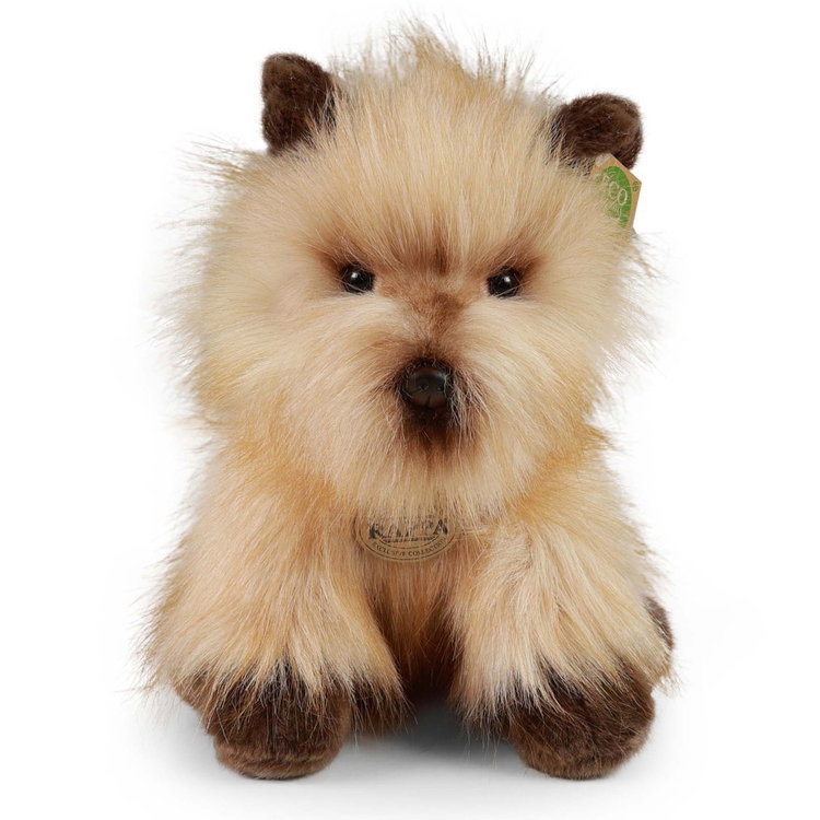 Плюшено куче Териер Rappa