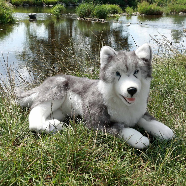 Плюшено куче Хъски Rappa