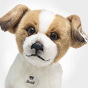 Terrie Dog