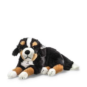 Senni Bernese mountain dog